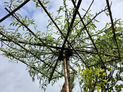 Wilgbladige peer - Pyrus salicifolia 'Pendula'