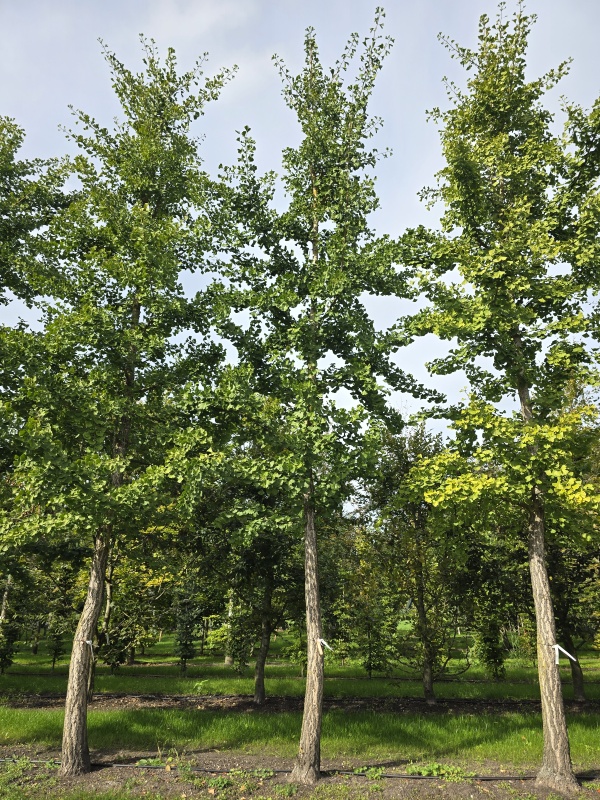 Tempelboom of Eendenpootboom