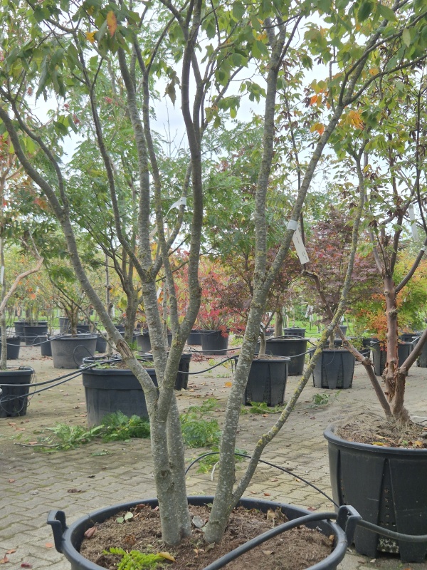 Japanse Zelkova