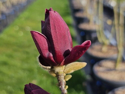 Magnolia 'Genié'  bloeit in April