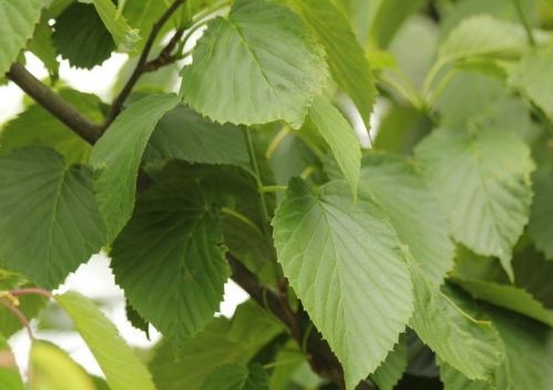 Vaantjesboom  - Davidia involucrata  Kylee's Columnar'