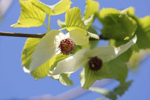 Vaantjesboom davidia met witte bloesem