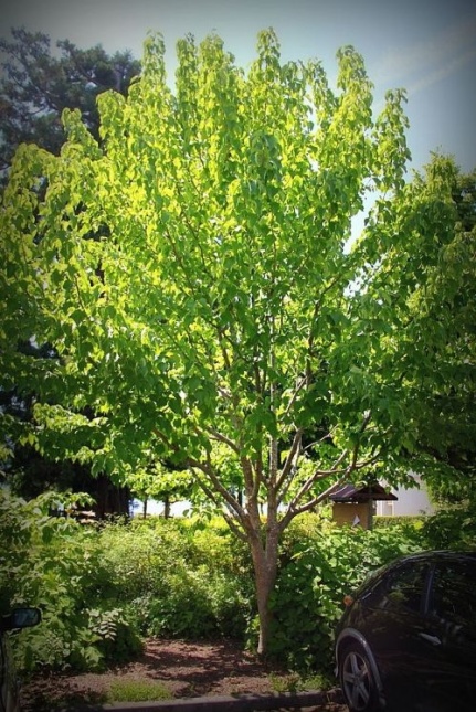 Vaantjesboom 'Vilmoriniana'  bladuitloop