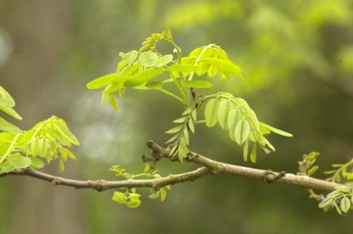 Valse Acacia, meerstammig