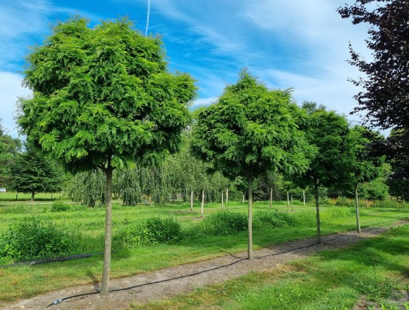 Valse Christusdoorn  ‘Elegantissima' licht groen blad