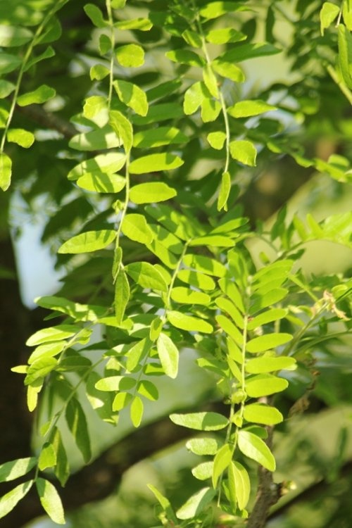 Valse Christusdoorn - Gleditsia triacanthos 'Skyline'