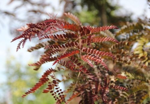 Valse Christusdoorn 'Rubylace' tak