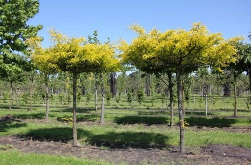 Valse Christusdoorn - Gleditsia triacanthos 'Sunburst'
