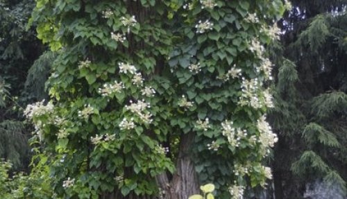 Valse klimhortensia - Schizophragma hydrangeoides 'Moonlight'