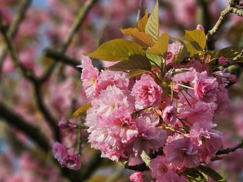 bloei eind april een sierkers met volle roze bloemen
