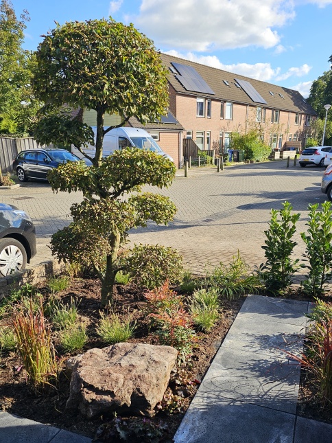 Haagbeuk, tuinbonsai als snoeivorm in voortuin