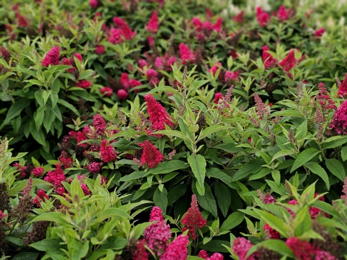 Vlinderstruik candy 'little ruby' bloeit pittig rood
