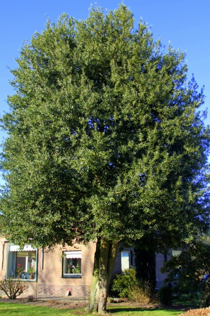 Inheemse scherpe Hulst hoogstam boom