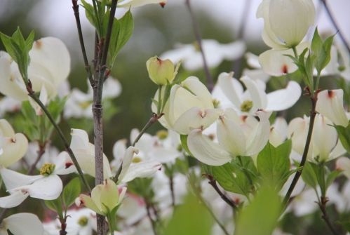 Veelbloemige kornoelje 'Cloud Nine'  boom - Cornus florida 'Cloud Nine'