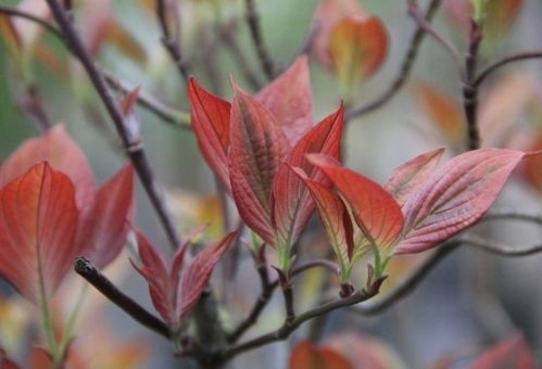 Veelbloemige kornoelje 'Royal Red' blad