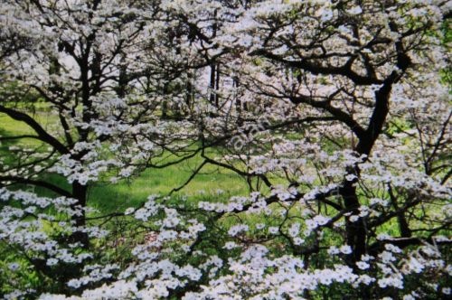Veelbloemige kornoelje 'White Cloud' in struikvorm met bloemen