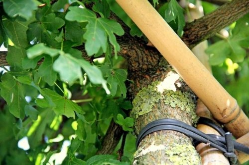 Veldesdoorn - Acer campestre 'Elsrijk'