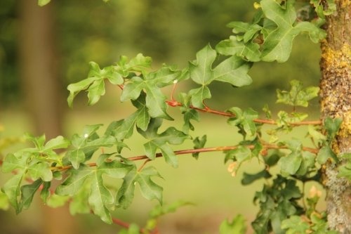 Veldesdoorn 'Queen Elizabeth' blad detail