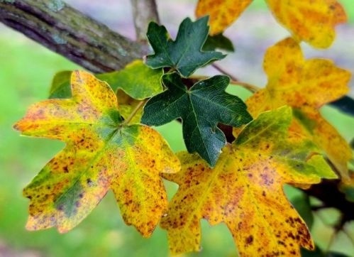 Veldesdoorn blad met herfst verkleuring