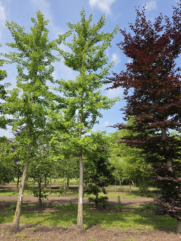 Japanse notenboom
