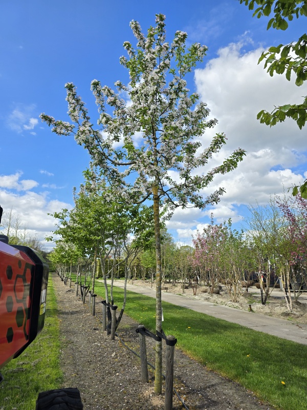 Rode sierappel met witte bloesem