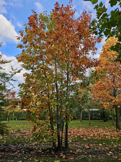 Quercus rubra herfstverkleuring meerstammige Amerikaanse eik