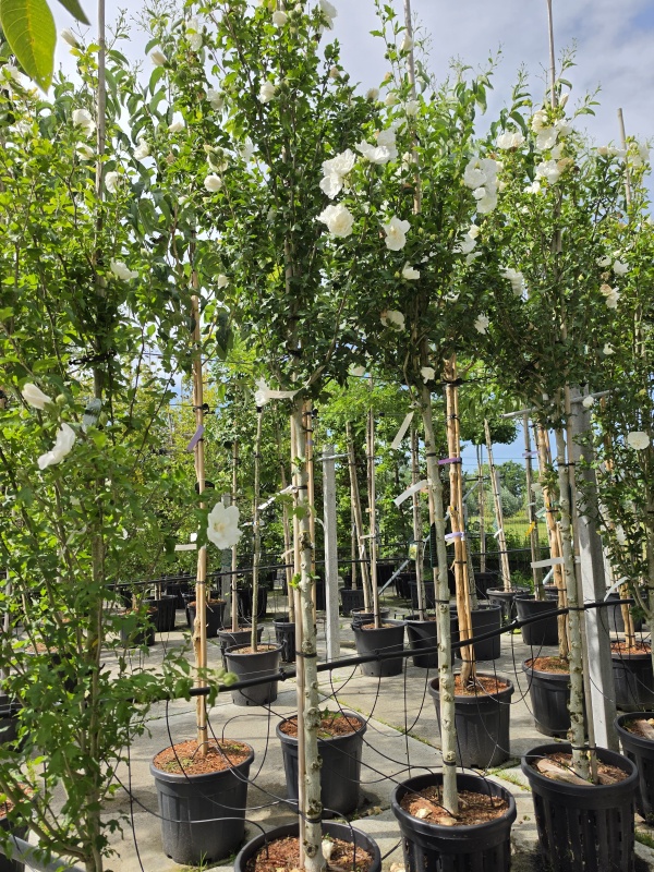 Opgaande Hibiscus met witte bloei