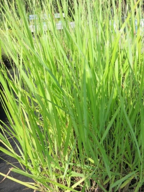 Vingergras 'Rehbraun'