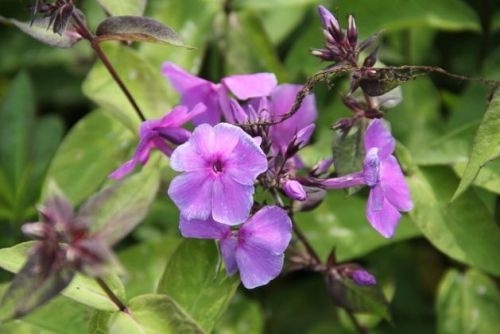 Lila blauwe Phlox vlambloemen