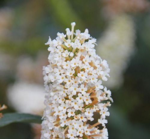 Vlinderstruik 'Buzz Ivory' voor de combinatie met andere witte en paarse bloeiers