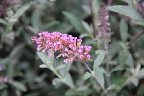 Vlinderstruik 'Buzz 'Pink Purple' als vlindertrekker in uw tuin