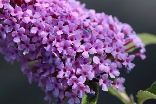 Vlinderstruiken 'Buzz Violet' leveren wij in diverse maten