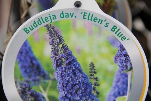 Vlinderstruik 'Ellen's Blue' bij ons te koop in Apeldoorn