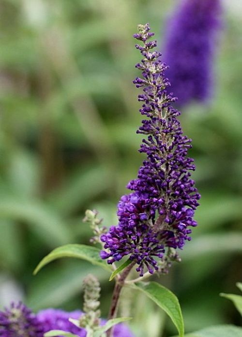 Vlinderstruik 'Empire Blue' is een rijke bloeier