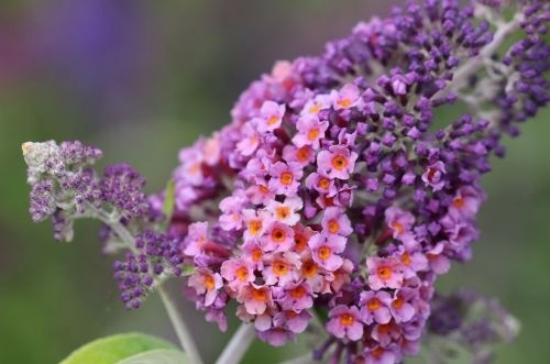 Vlinderstruik 'Flower Power' met prachtige paarse bloemen