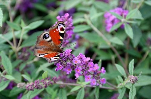 Vlinderstruik 'Free Petite Dark Pink' is een echte insectentrekker