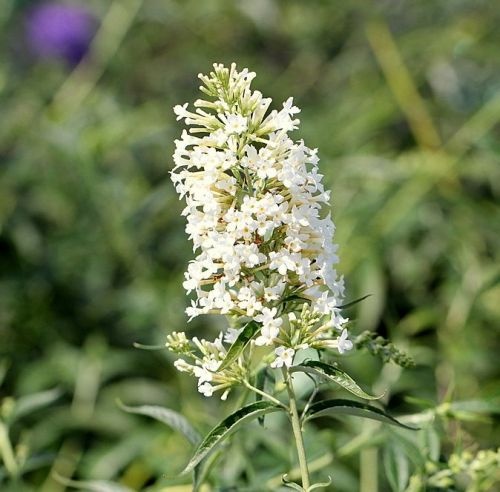 Vlinderstruik 'Free Petite Snow White' is een rijkbloeiende heester