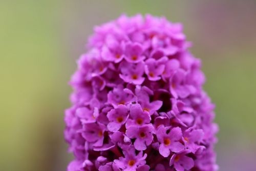 Vlinderstruik 'Free Petite Tutti Frutti' in pot