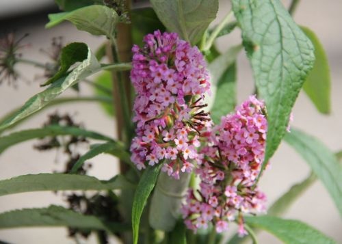 Vlinderstruik 'Miss Ruby' is een bloeiende insectentrekker