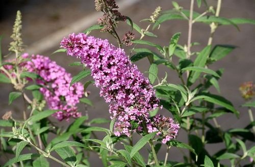 Vlinderstruik 'Pink Delight' met roze bloesem