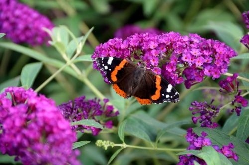 Vlinderstruik 'Royal Red' met purperrode bloemtrossen