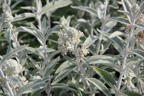 Vlinderstruik 'Silver Anniversary' sierheester