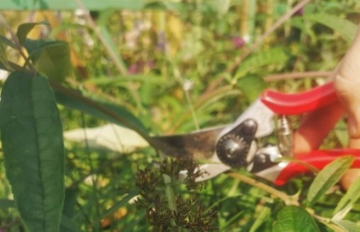 Vlinderstruik met vlinder