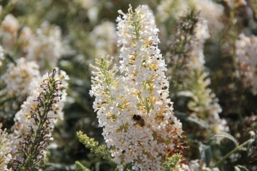 Vlinderstruik 'White Ball' als bloeiende sierheester