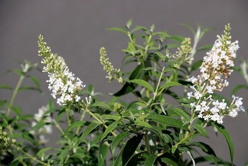 Vlinderstruik 'White Bouquet' met witte bloesem