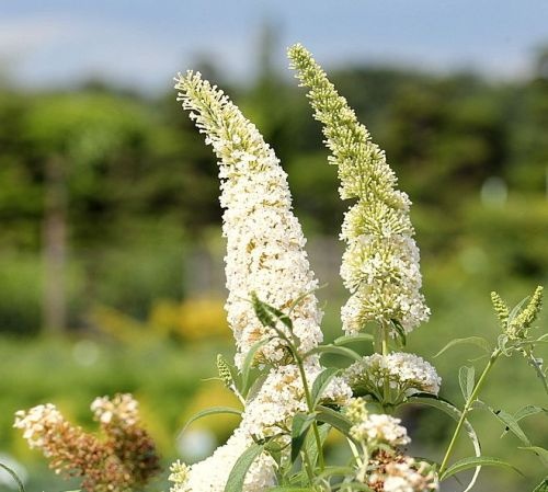 Vlinderstruik 'White profusion' is een echte vlindertrekker voor uw tuin