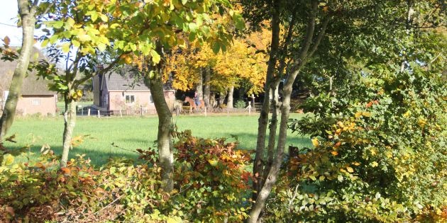 Vogelbosjes en gemengde hagen 