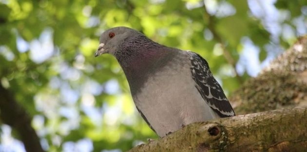 Vogels in de tuin