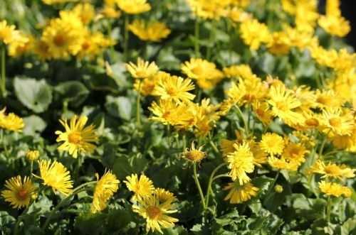 De voorjaarszonnebloem bloeit vroeg in het jaar (april / mei)
