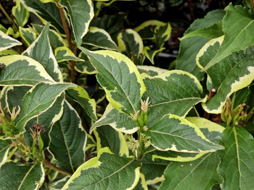 Weigela florida 'Nana Variegata' rechts.  herfstkleur
